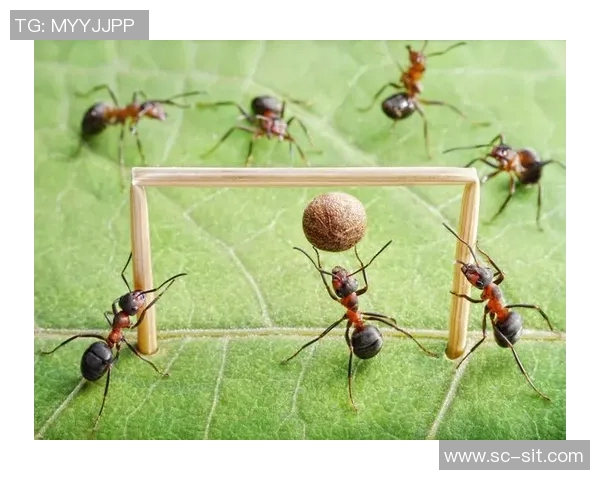 蚂蚁足球明星球员的成长之路与赛场精彩瞬间回顾 蚂蚁足球明星球员的成长之路与赛场精彩瞬间回顾